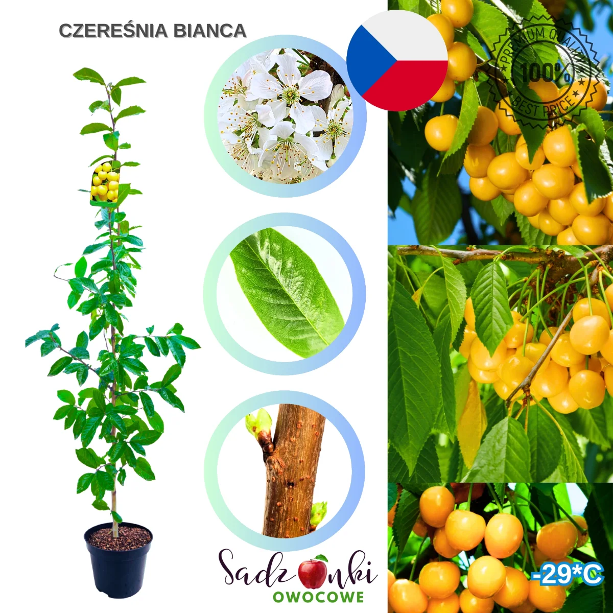 czereśnia Bianca drzewko czereśni deserowa odmiana do ogrodu
