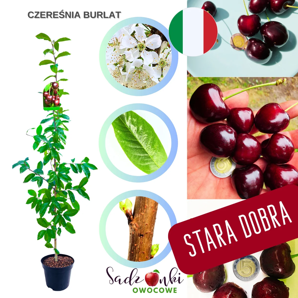 czereśnia Burlat sadzonka czereśni wczesna odmiana do ogrodu