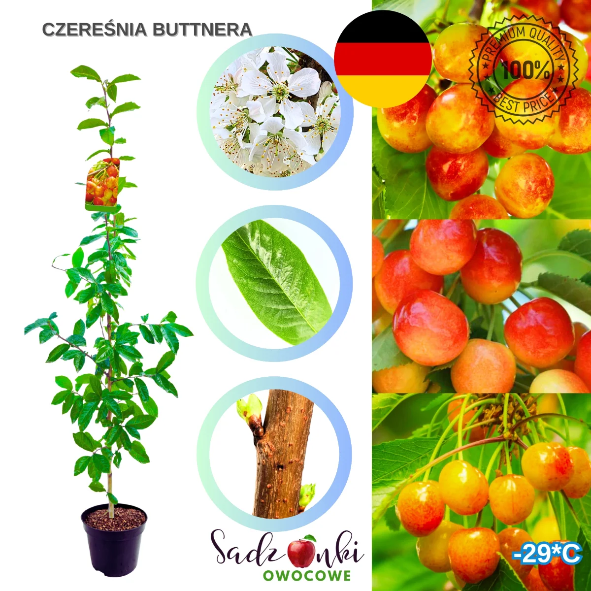 czereśnia Buttnera drzewko czereśni klasyczna odmiana na działkę