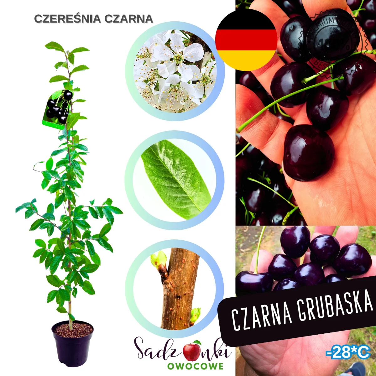 czarna czereśnia sadzonka czereśnie sadzonki późna odmiana o czarnych owocach