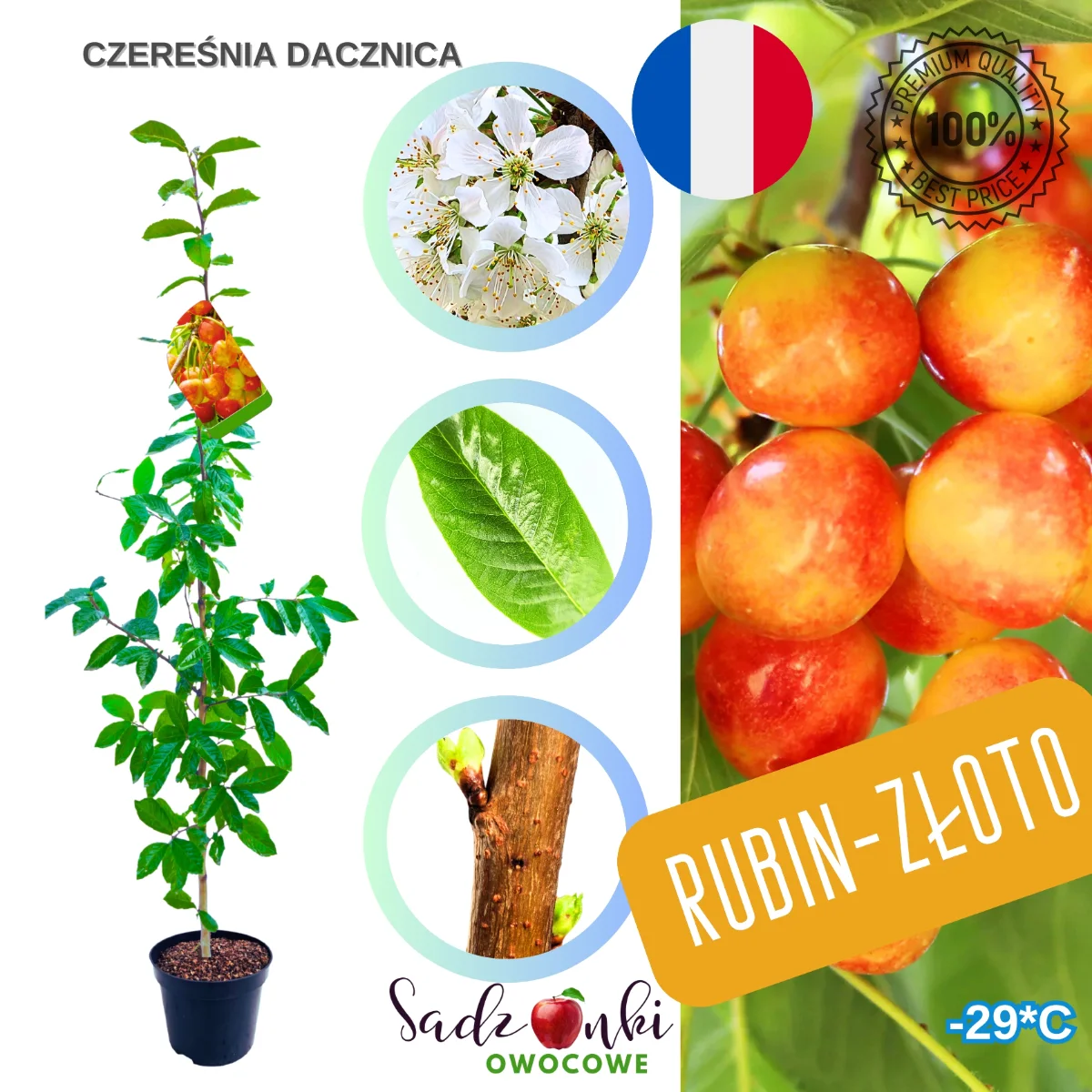 czereśnia Dacznica sadzonki czereśni plenna odmiana do sadu