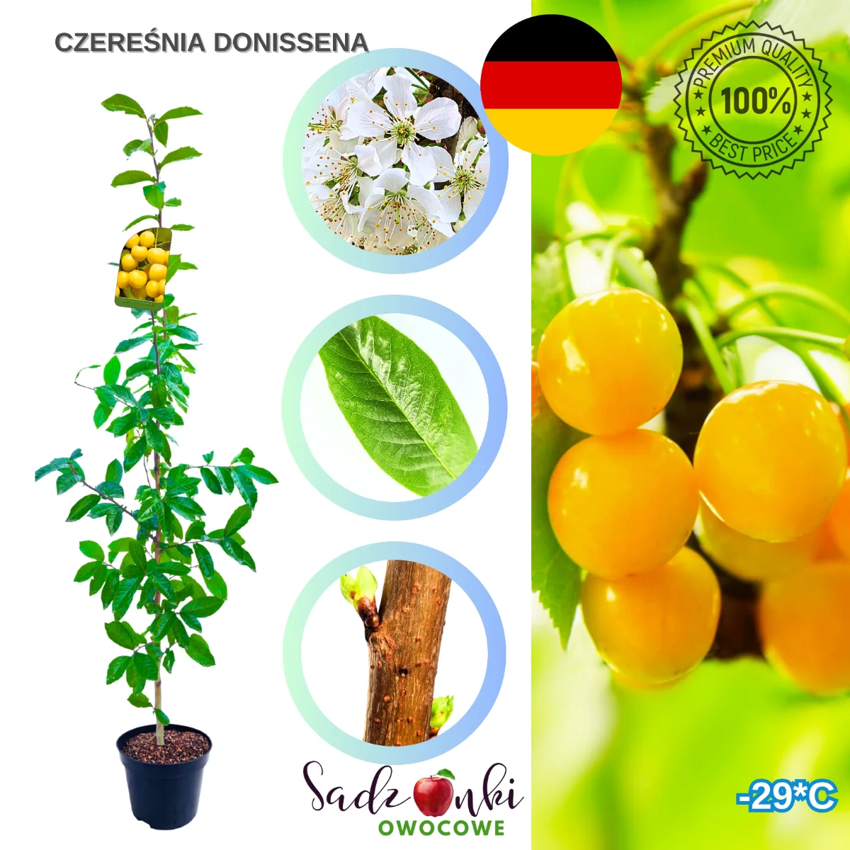 czereśnia Donissena drzewo czereśniowe żółta odmiana do ogrodu