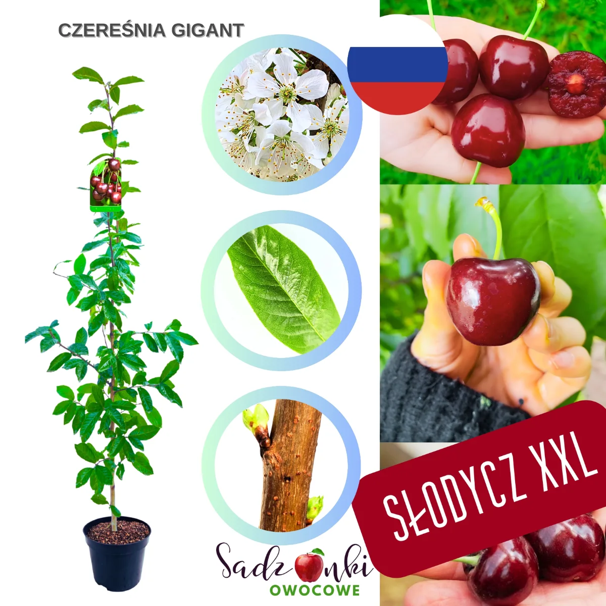 czereśnia Gigant sadzonka czereśni wyjątkowo duże owoce