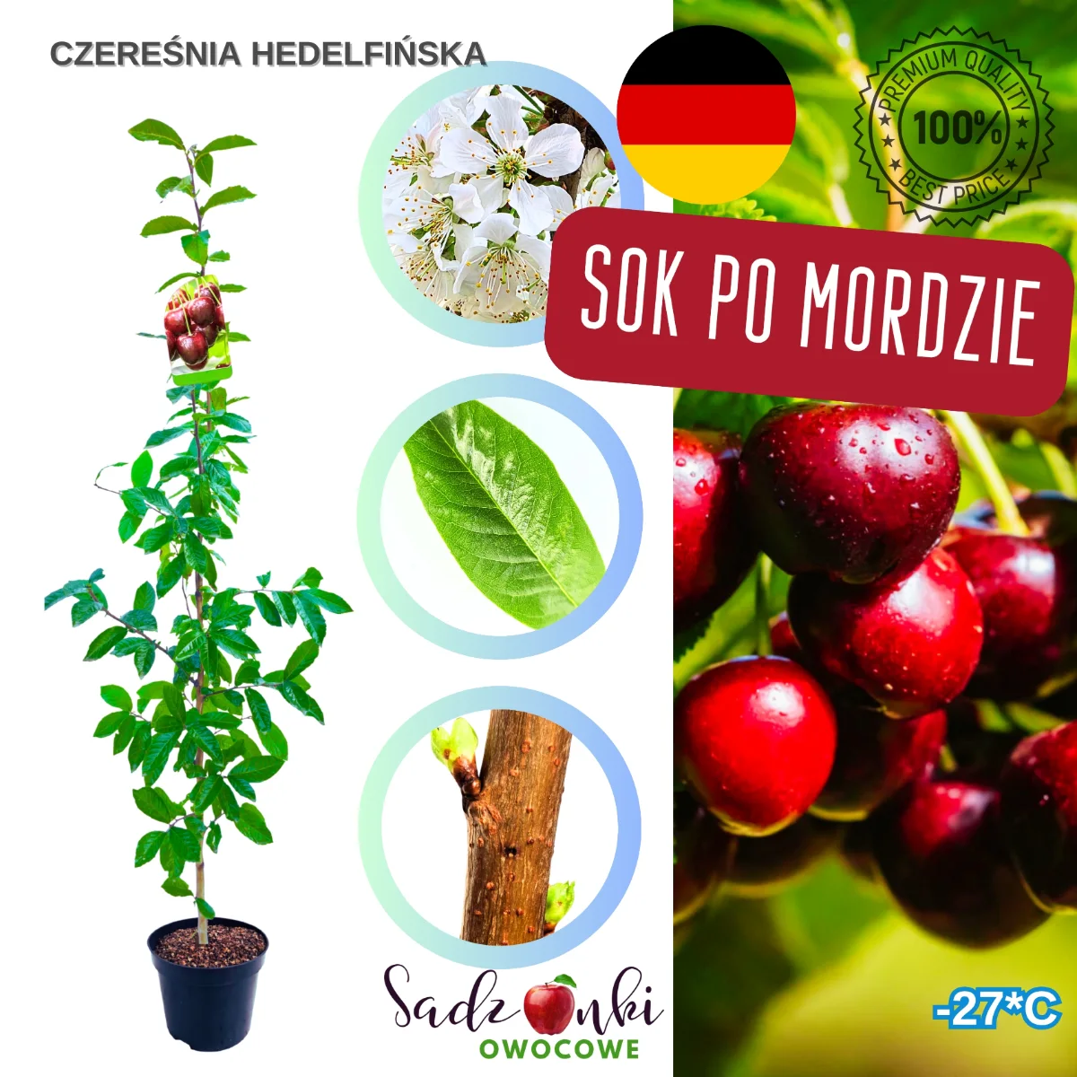 czereśnia Hedelfińska sadzonka czereśni tradycyjna odmiana