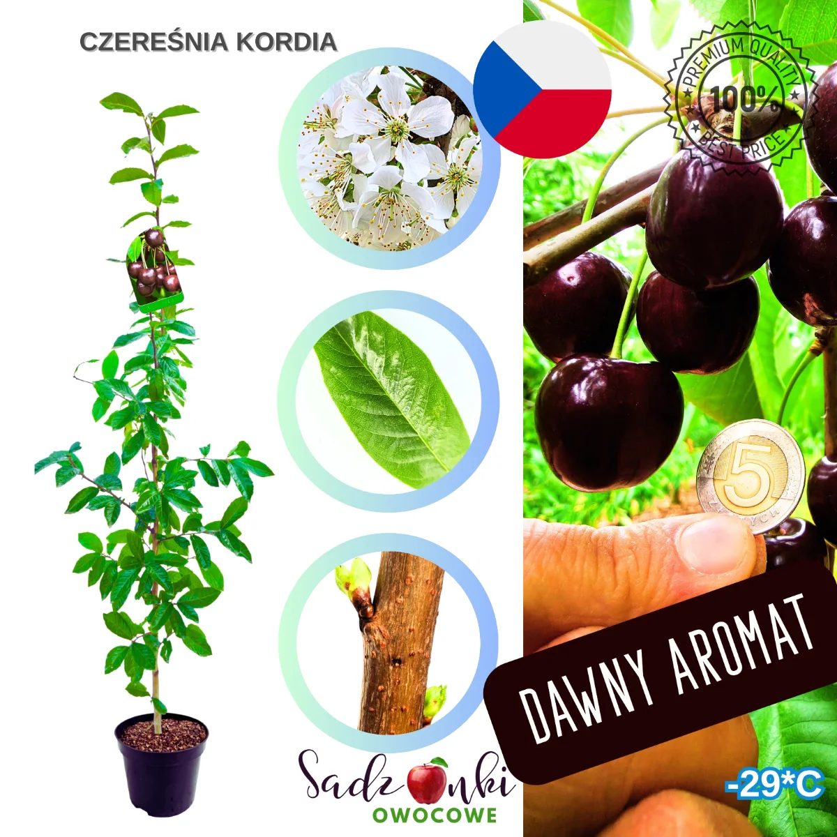 czereśnia Kordia drzewko czereśni do ogrodu popularna odmiana