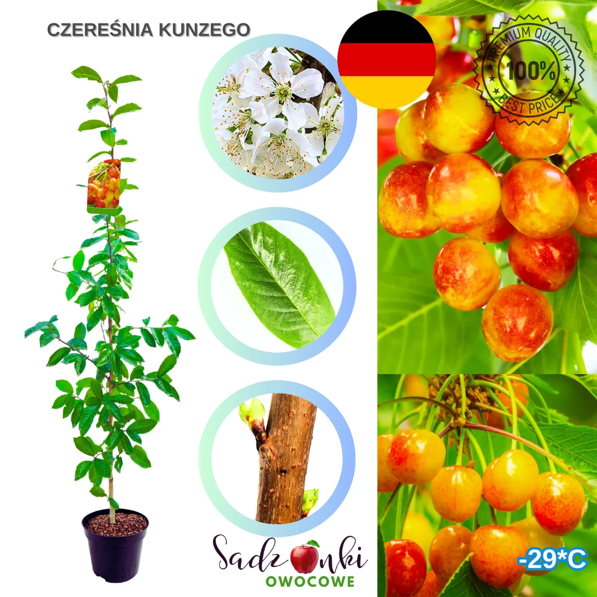 czereśnia Kunzego drzewko czereśni późna odmiana do ogrodu