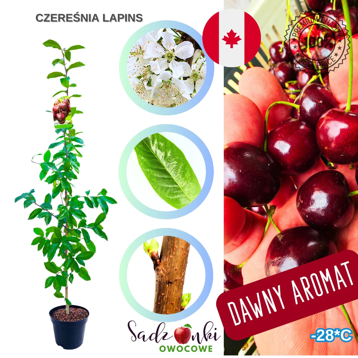 czereśnia Lapins sadzonka czereśni samopylna odmiana