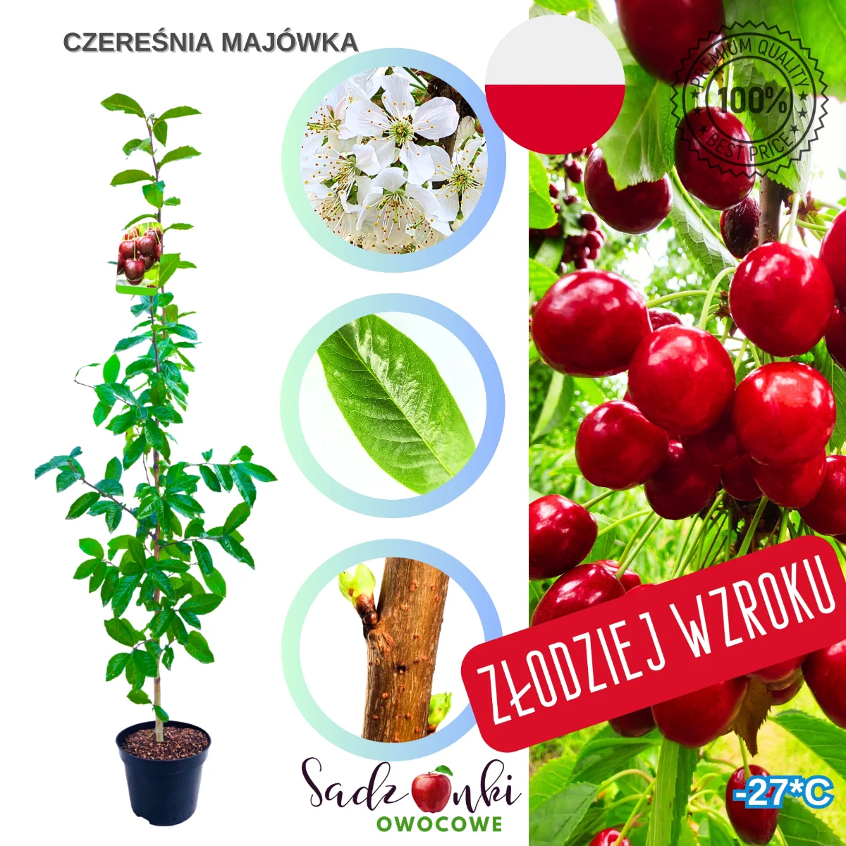 czereśnia Majówka drzewko czereśni bardzo wczesna odmiana