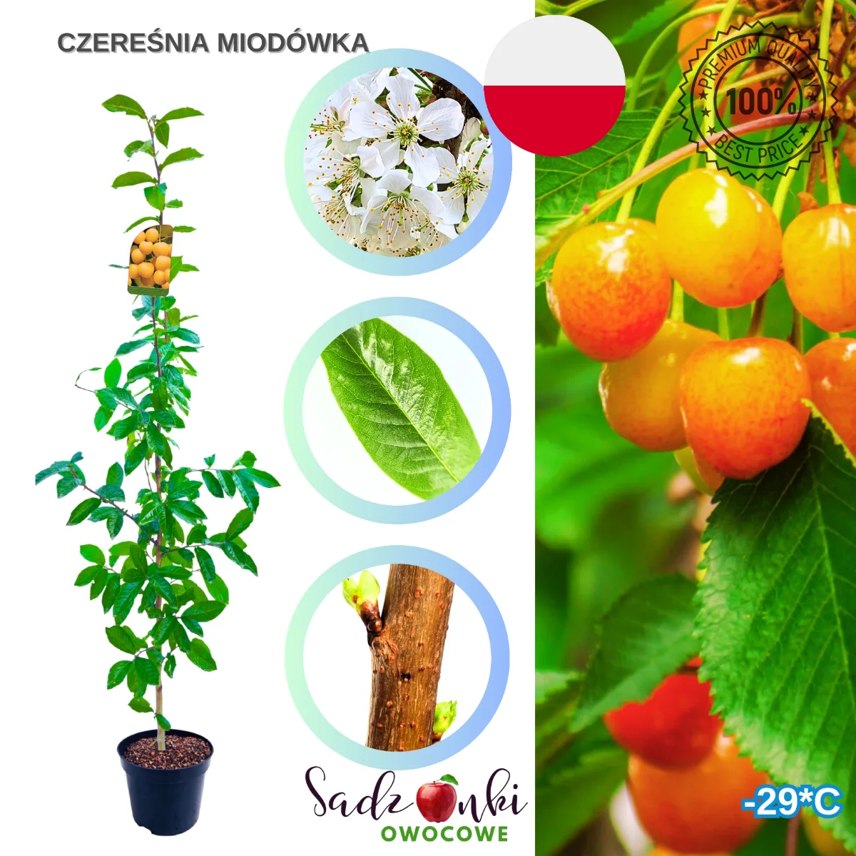 czereśnia Miodówka drzewko czereśni słodki smak na działkę
