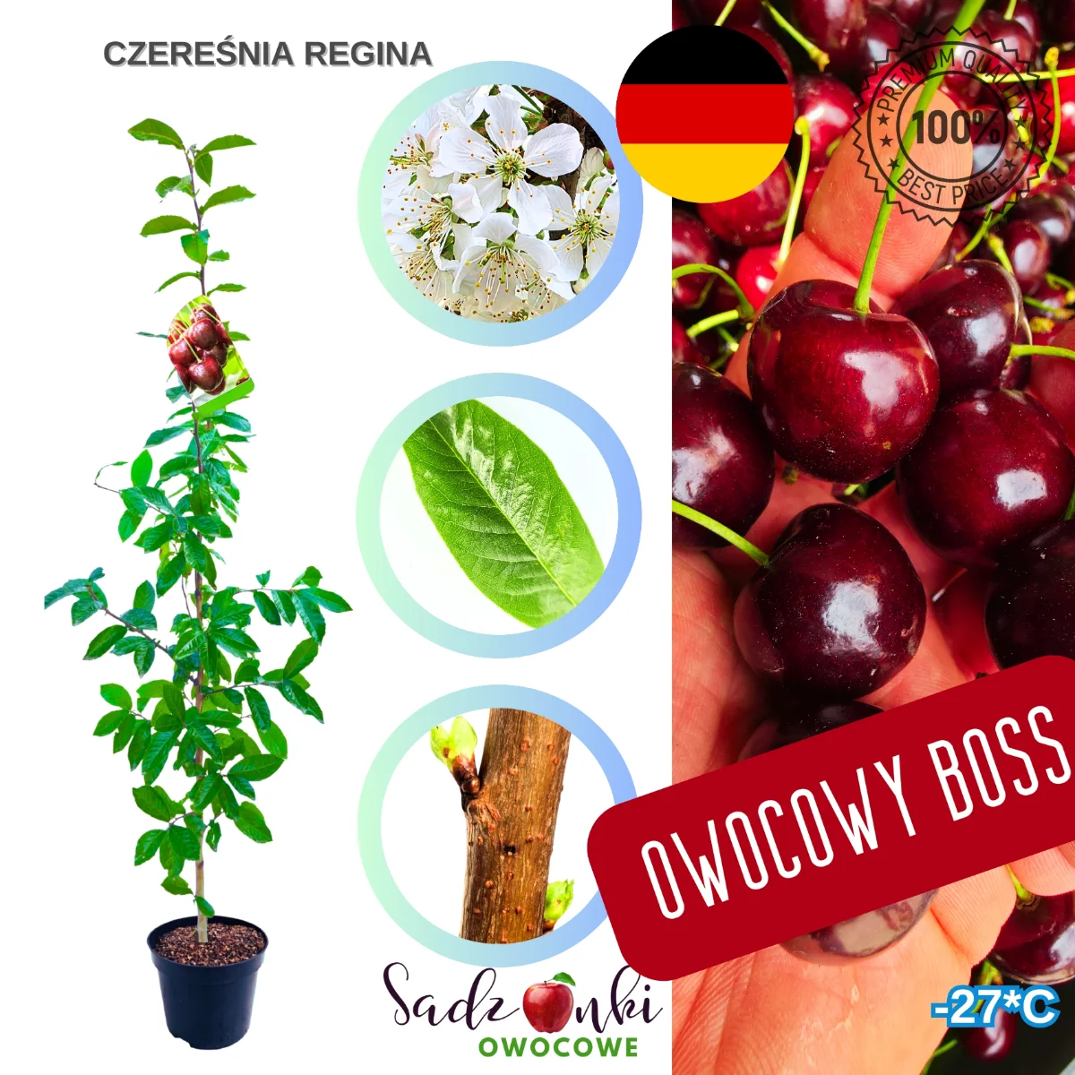 czereśnia Regina drzewko czereśni późna odmiana do sadu