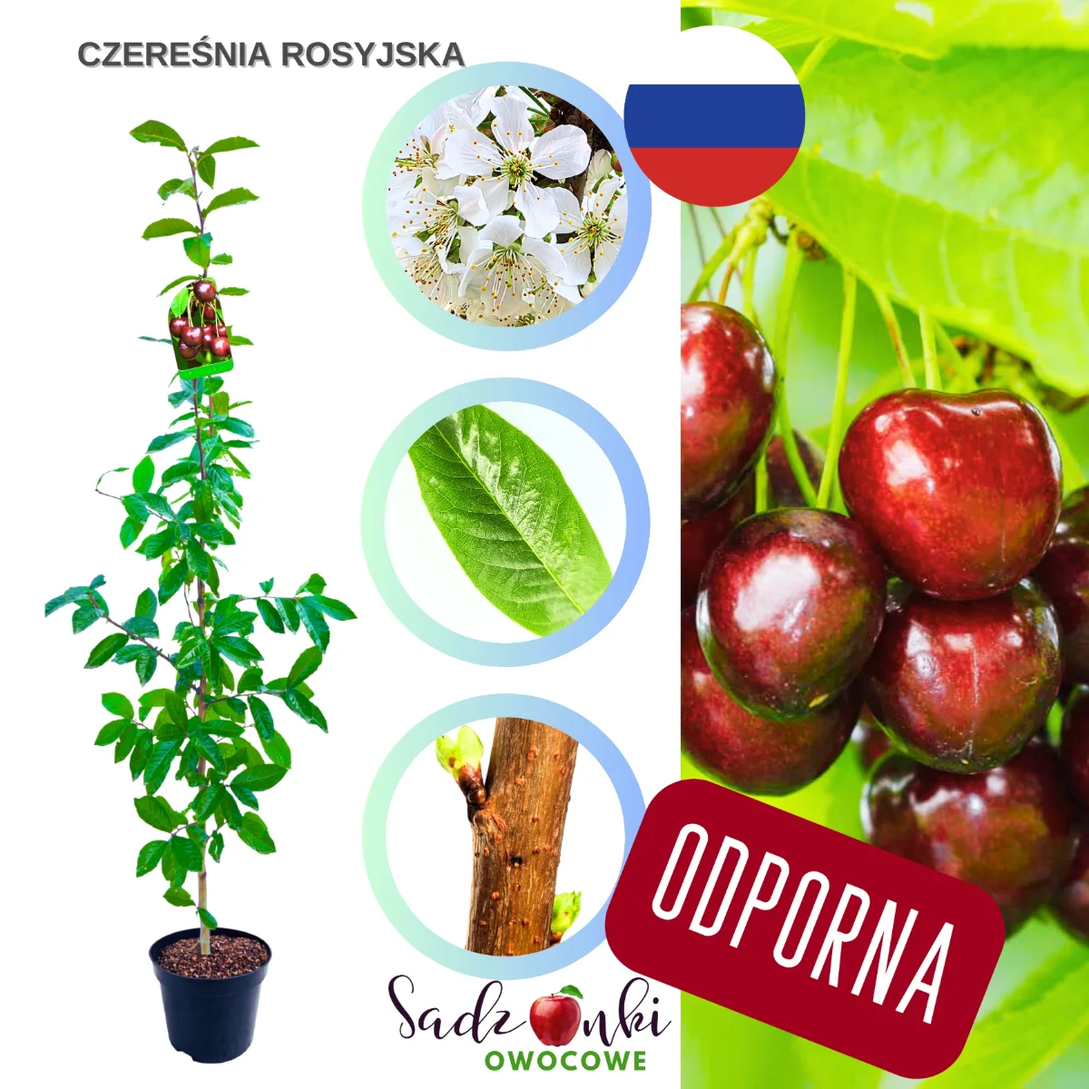 czereśnia Rosyjska drzewko czereśni odporna odmiana na działkę