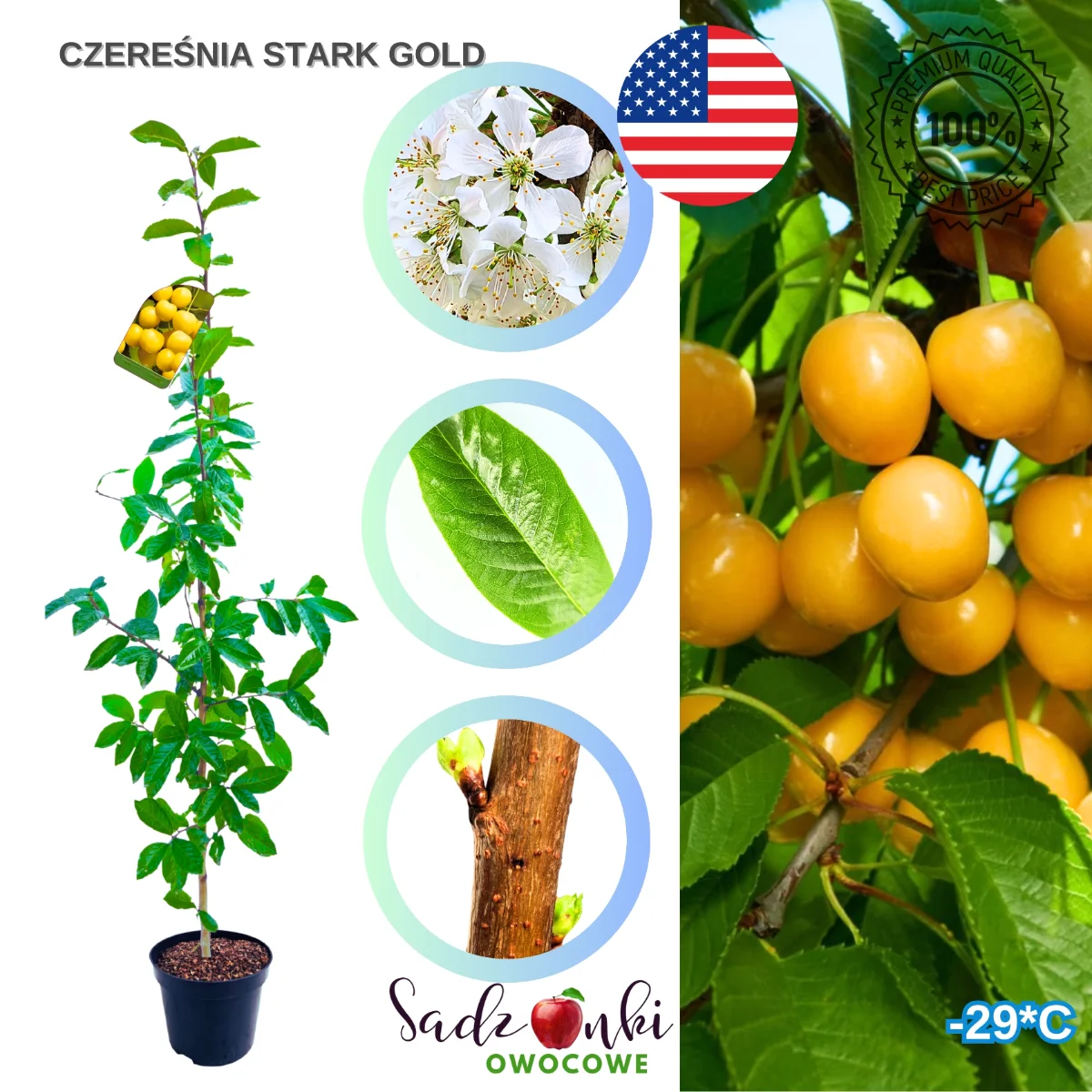czereśnia Stark Gold drzewo czereśniowe jasne owoce do ogrodu