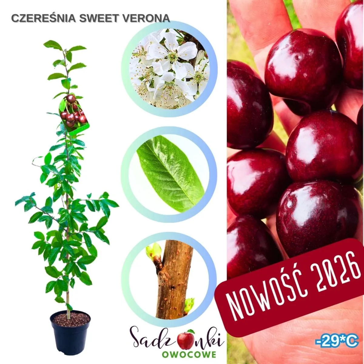 czereśnia Sweet Verona sadzonka czereśni bardzo wczesna samopylna odmiana