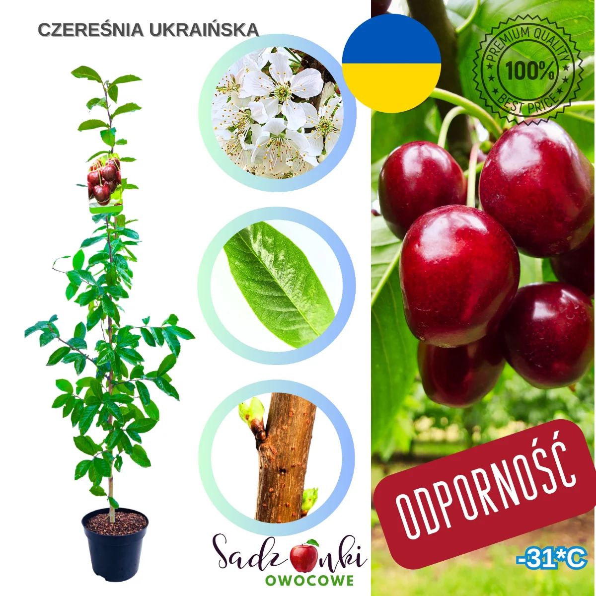 czereśnia Ukraińska sadzonka czereśni silnie rosnąca odmiana do sadu