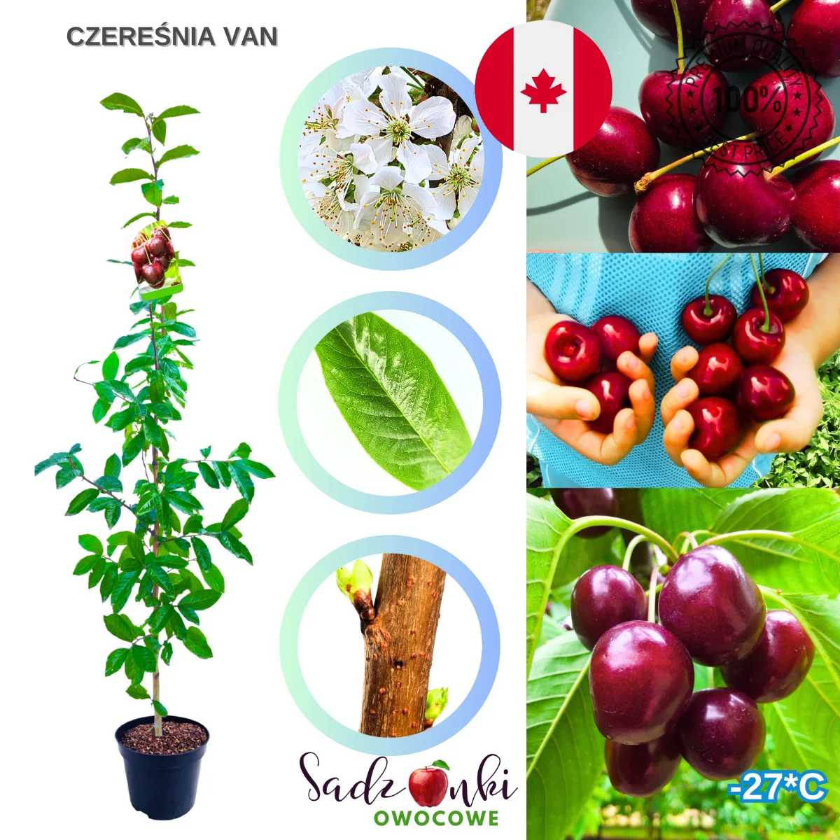 czereśnia Van drzewko czereśni do ogrodu popularna odmiana