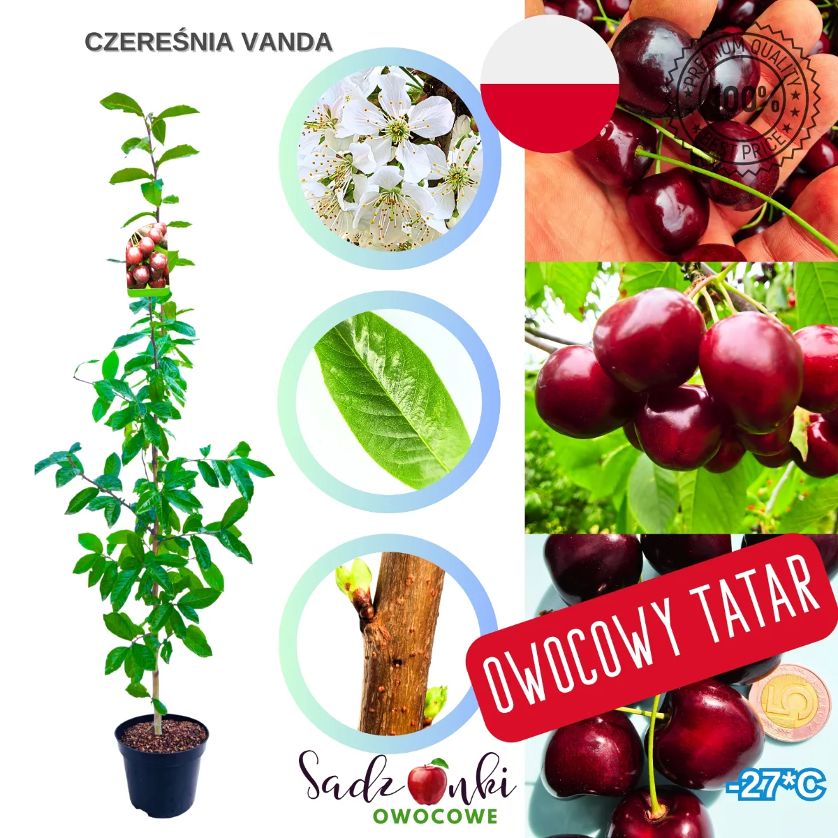 czereśnia Wanda sadzonka czereśni deserowe owoce do przydomowego sadu