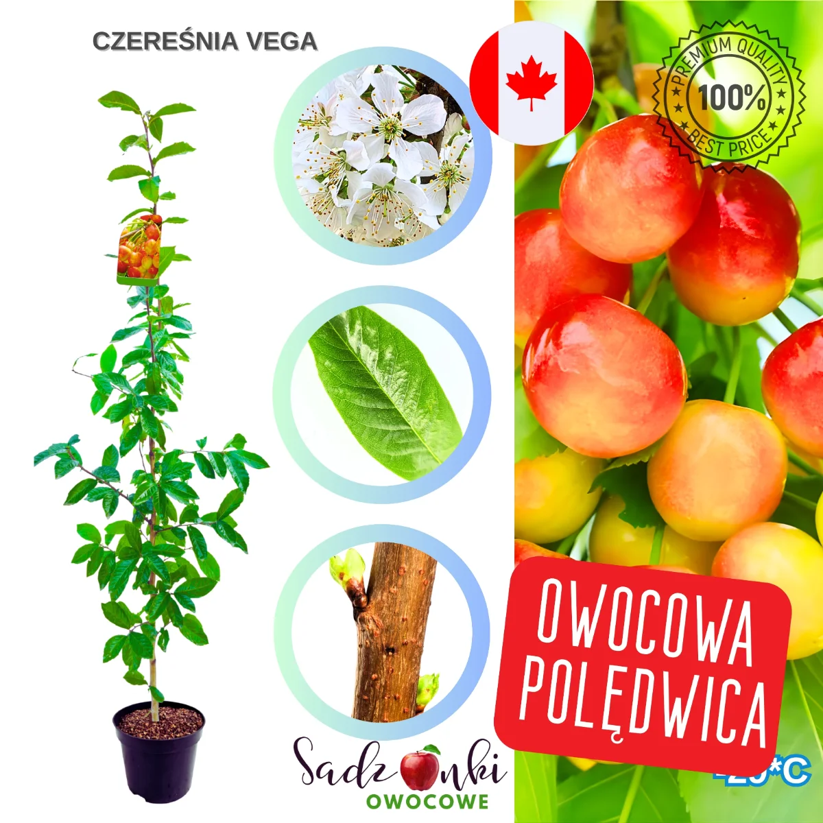 czereśnia Vega drzewko czereśni plenna odmiana do ogrodu