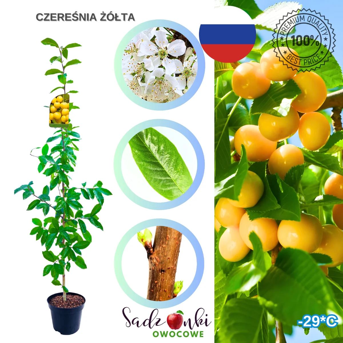 czereśnia Żółta sadzonka czereśnie sadzonki słodkie owoce do ogrodu