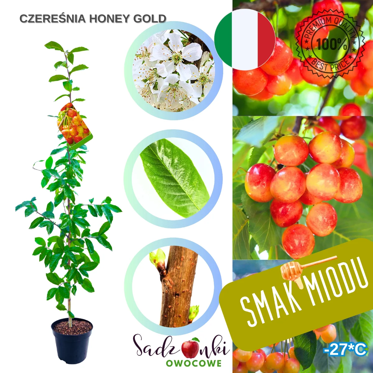 czereśnia Honey Gold sadzonka czereśni bardzo wczesna samopylna odmiana