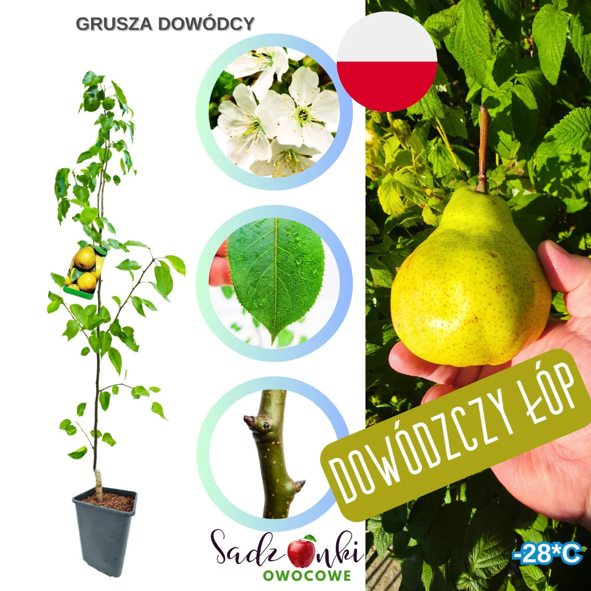 grusza dowódcy sadzonka gruszy sprzedaż wysyłkowa szkółka drzew
