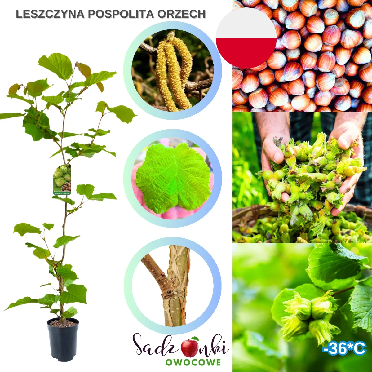 Leszczyna pospolita sadzonka orzecha laskowego z doniczki – roślina do ogrodu