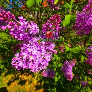 lilak Charles joly intensywna barwa purpurowoczerwone kwiaty