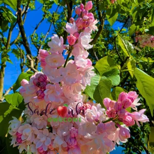 Lilak Krasawica Moskwy – pełne perłowo-różowe kwiaty, intensywnie pachnący bez ogrodowy