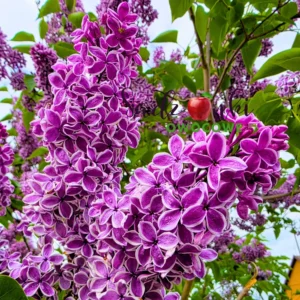 Lilak Sensation dwukolorowy – fioletowe kwiaty z białym obrzeżem, bez ozdobny do ogrodu