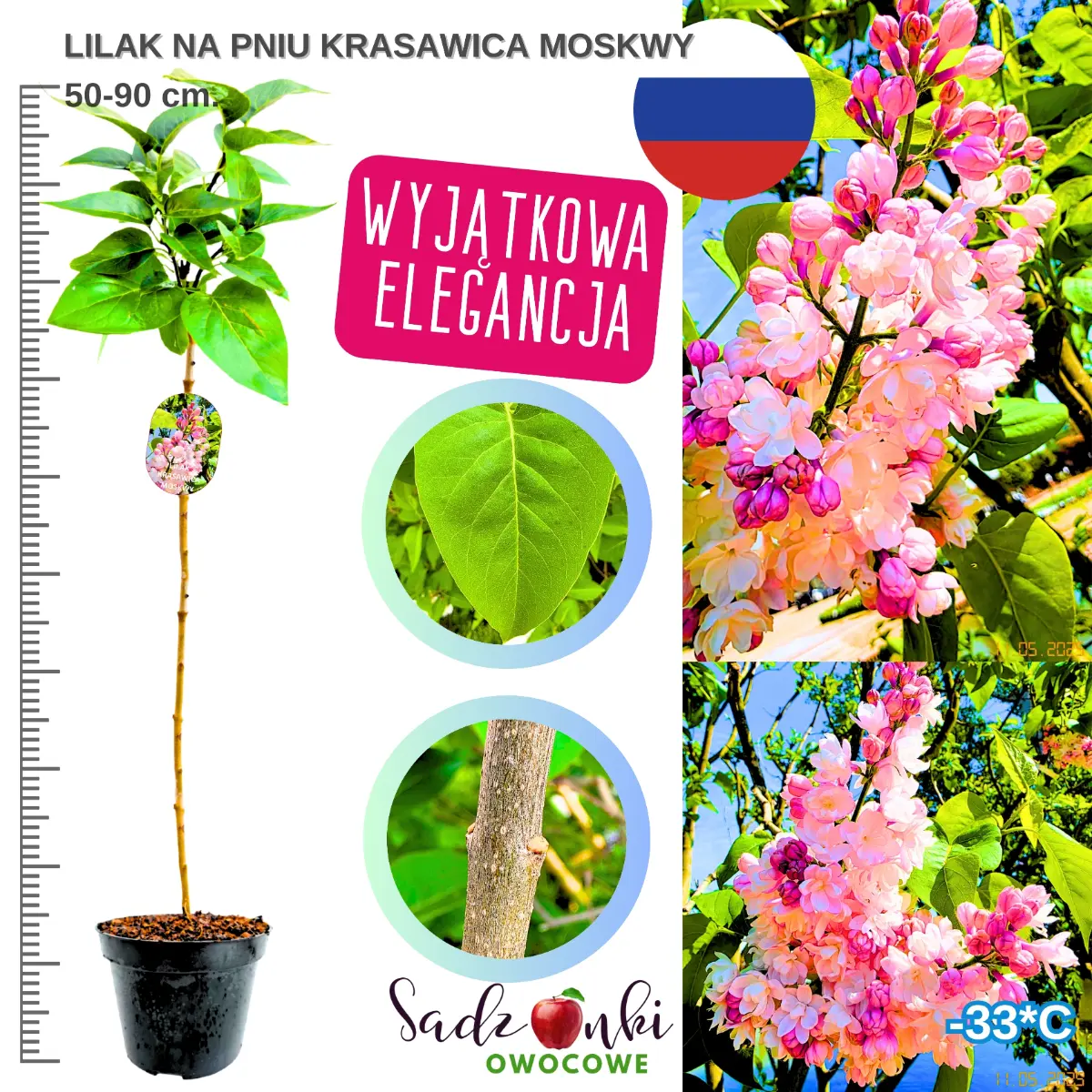 lilak krasawica moskwy na pniu sadzonka 50-90 cm. w donicy