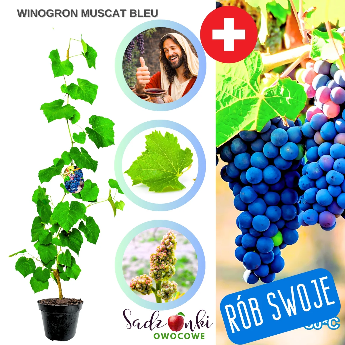 winogron muscat bleu – sadzonka winorośli deserowej o aromatycznych, słodkich owocach do ogrodu