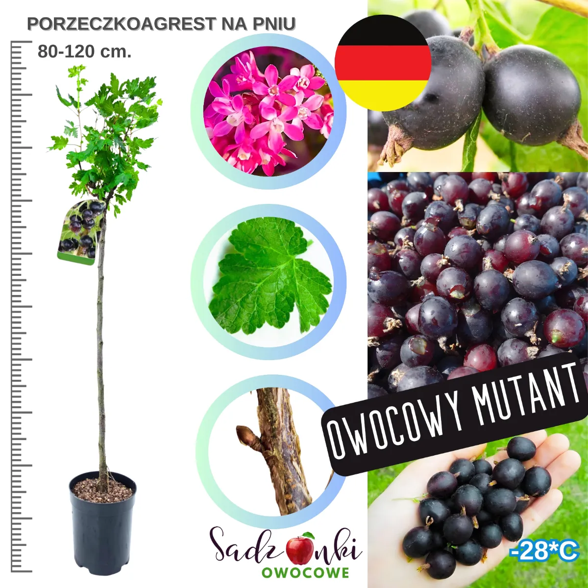 porzeczkoagrest na pniu 80–120 cm – sadzonka krzewu owocowego o rozłożystej koronie, roślina jagodowa do uprawy w ogrodzie