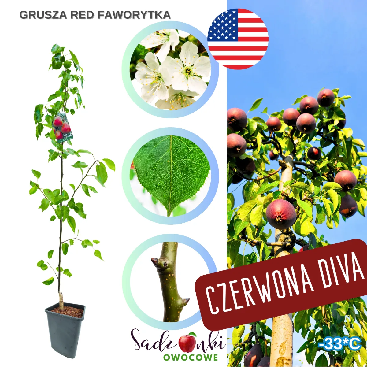 grusza red faworytka – gruszka sadzonka z oferty szkółki, drzewko gruszy