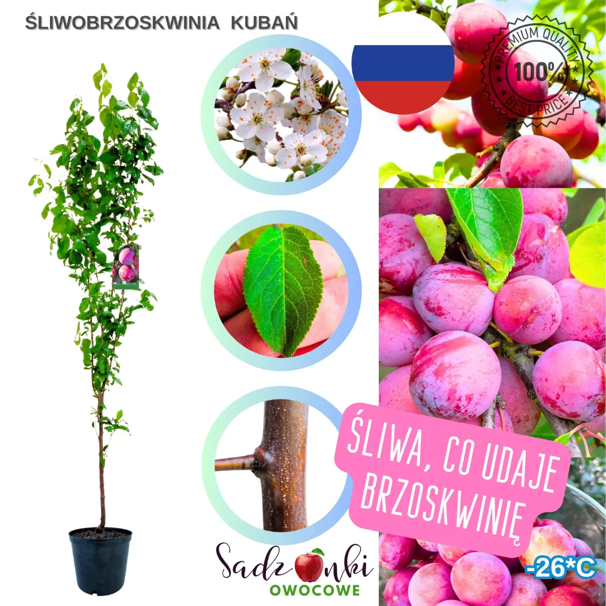 Śliwobrzoskwinia Kubań w donicy – silna sadzonka do ogrodu