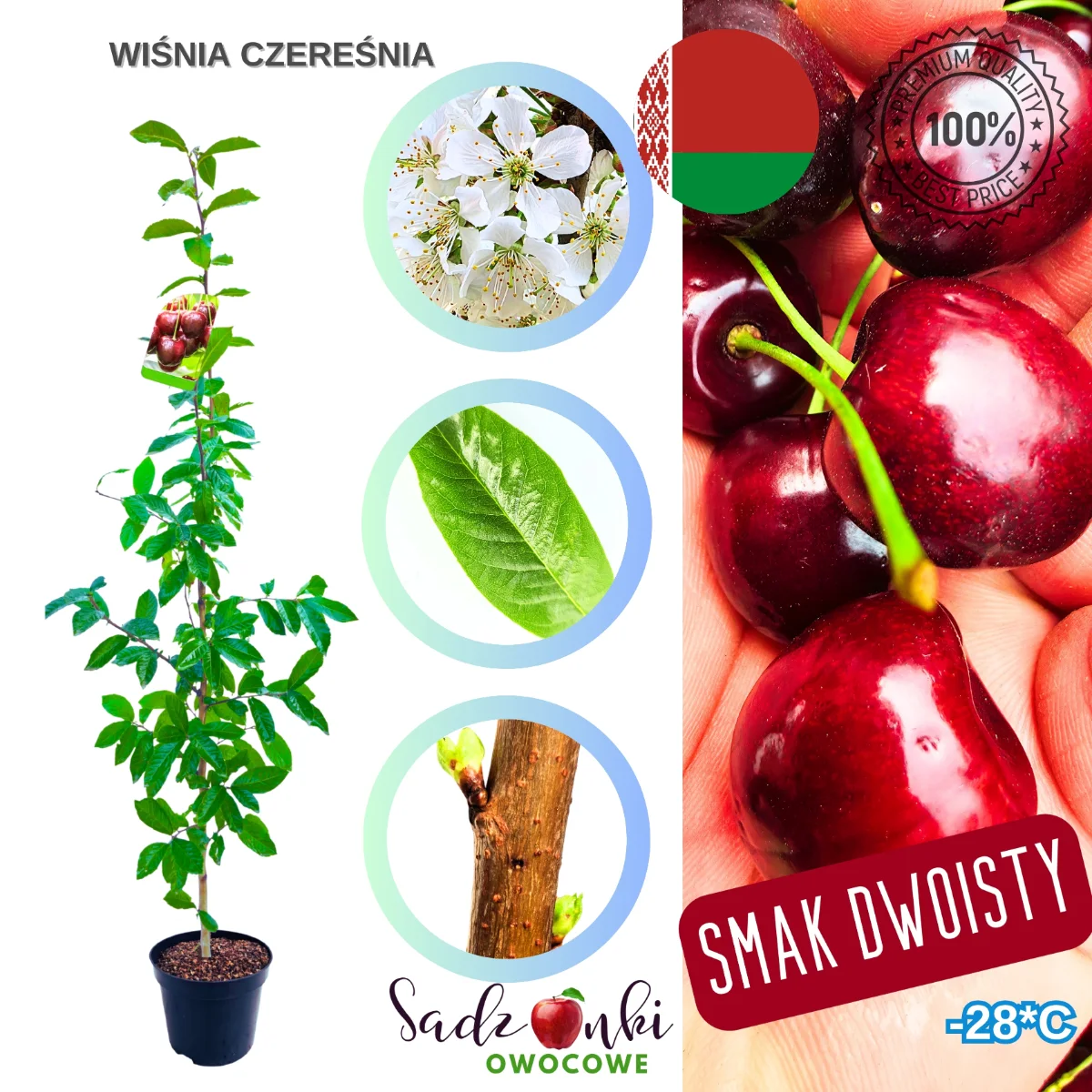czereśniowiśnia sadzonka drzewka owocowe do ogrodu i na działkę