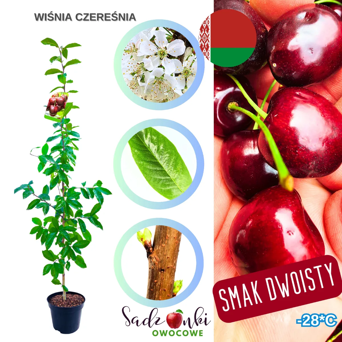wiśnia Czereśnia sadzonka – drzewko wiśniowe w donicy, gotowe do sadzenia