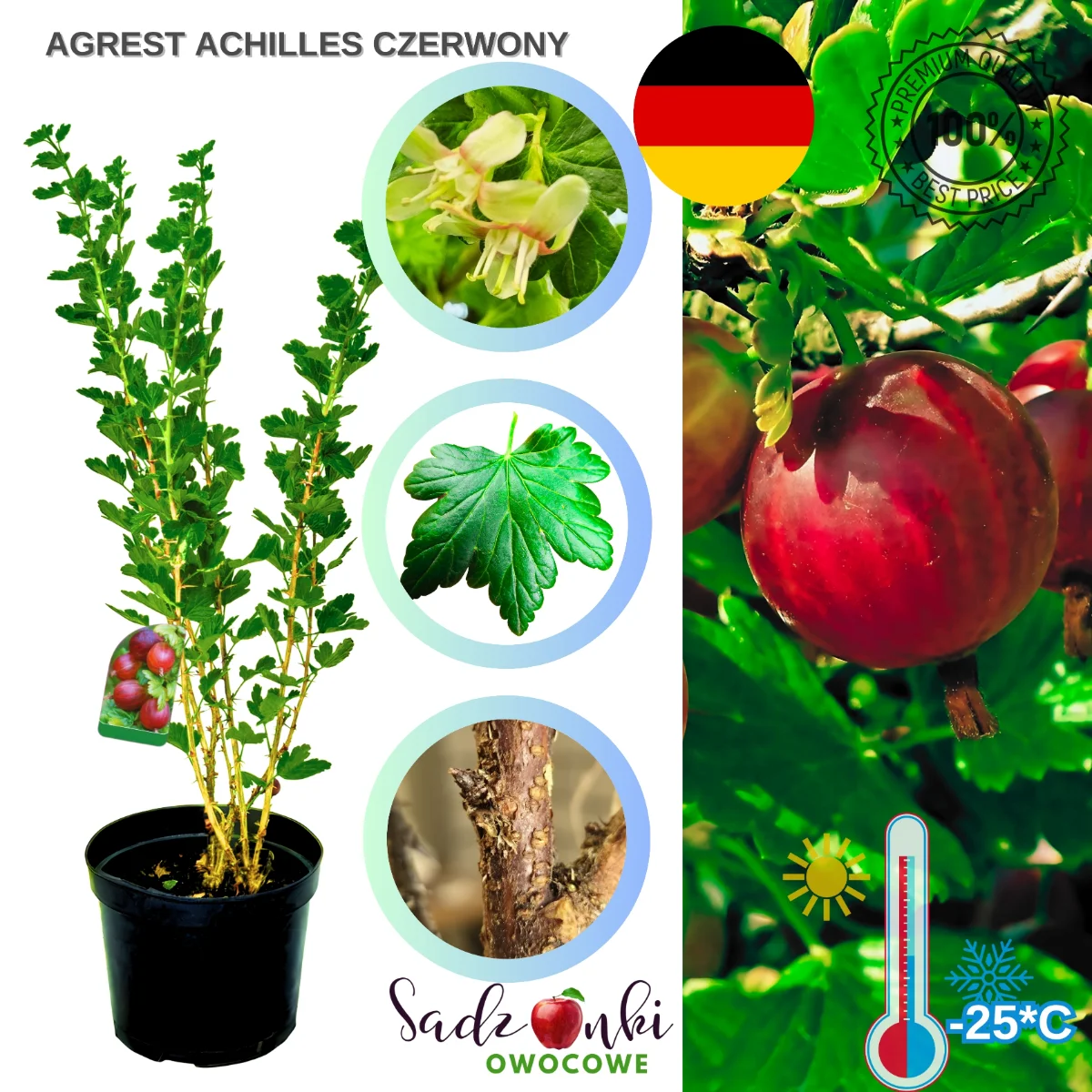 agrest achilles czerwony – krzew agrestu o intensywnie wybarwionych owocach