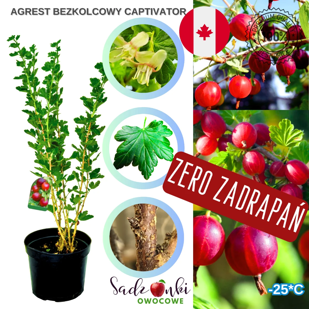 agrest bezkolcowy captivator czerwony – krzew agrestu bez kolców do nasadzeń ogrodowych, wygodny w pielęgnacji i zbiorze, z dekoracyjnymi owocami.