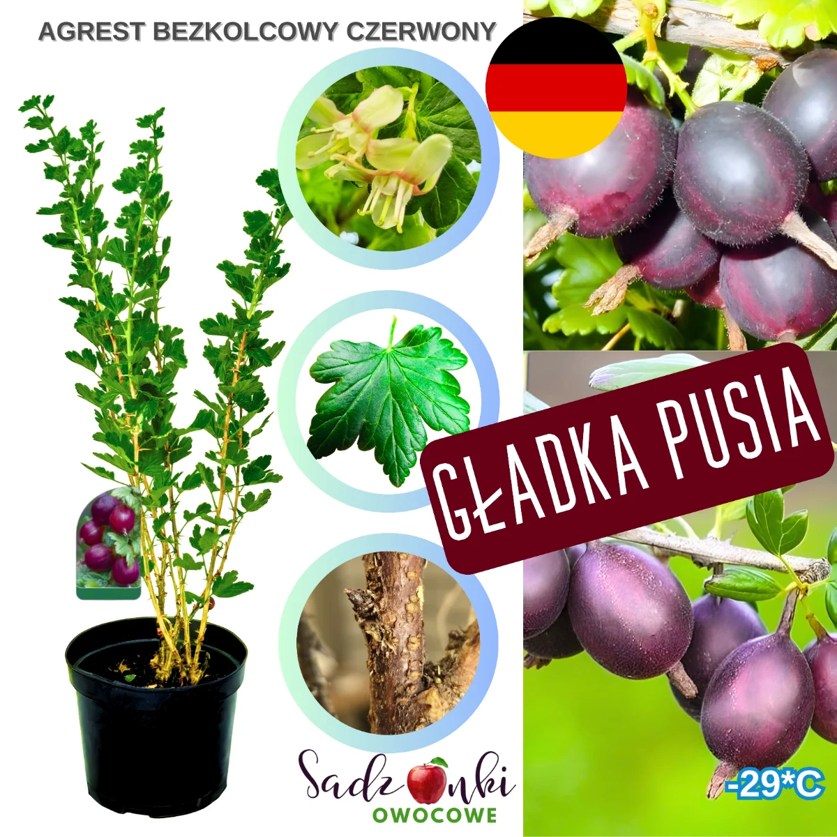 agrest bezkolcowy czerwony – krzew agrestu bez kolców o intensywnie czerwonych owocach