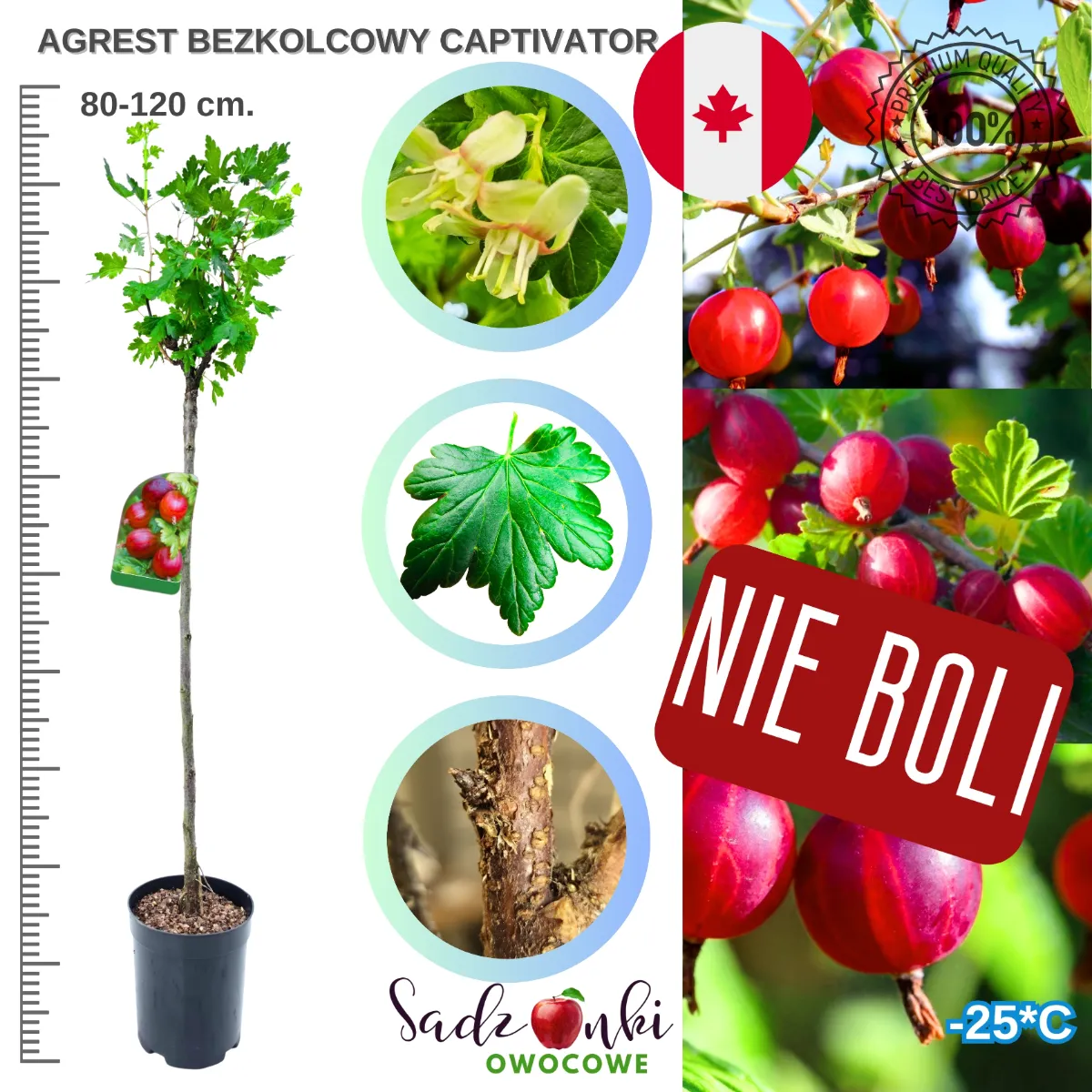 Agrest Captivator na pniu bezkolcowy czerwony – sadzonka 80–120 cm w donicy