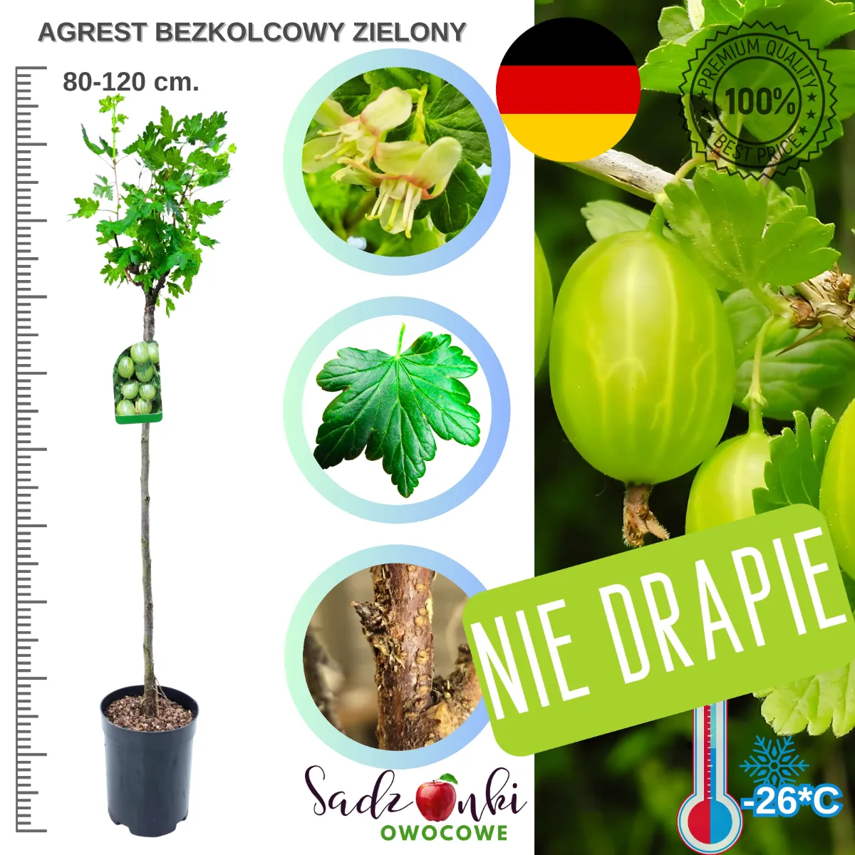 agrest bezkolcowy na pniu zielony sadzonka 80–120 cm ze szkółki gotowa do sadzenia