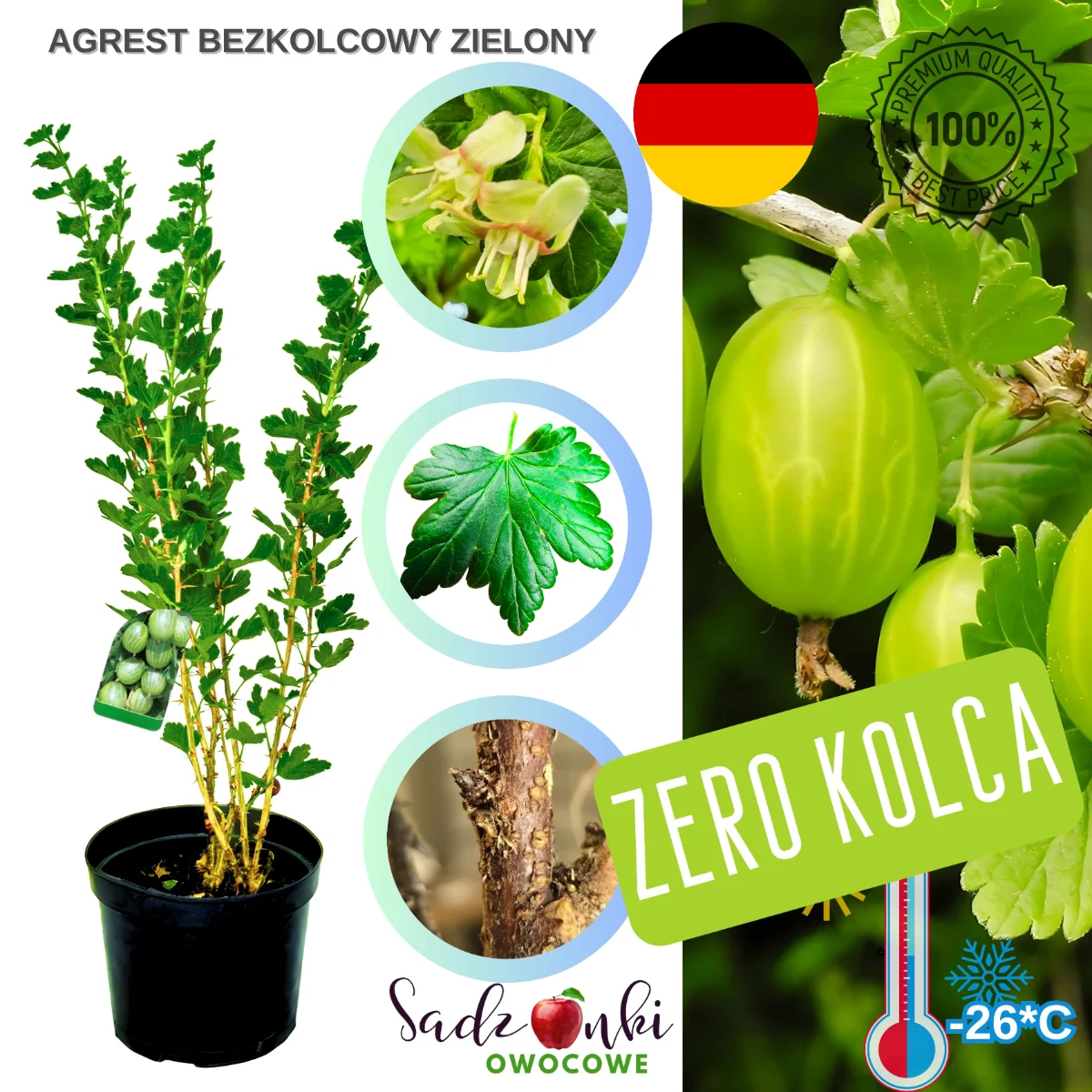 agrest bezkolcowy zielony – krzew agrestu o jasnych owocach