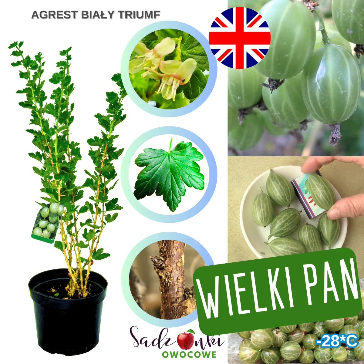 agrest biały triumf – forma krzewiasta agrestu z jasnymi, dekoracyjnymi owocami