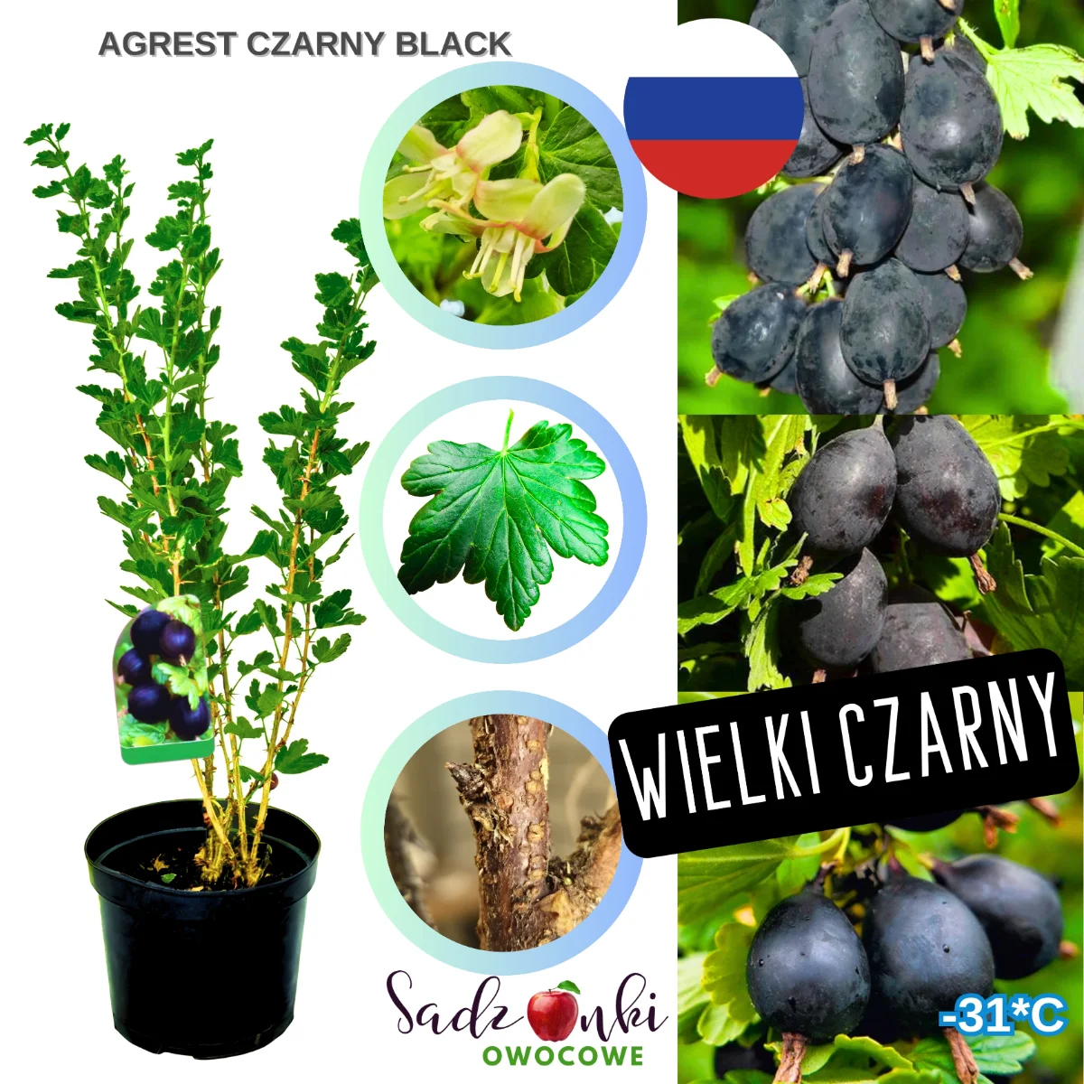 czarny agrest – forma krzewiasta z głęboko wybarwionymi, niemal czarnymi owocami