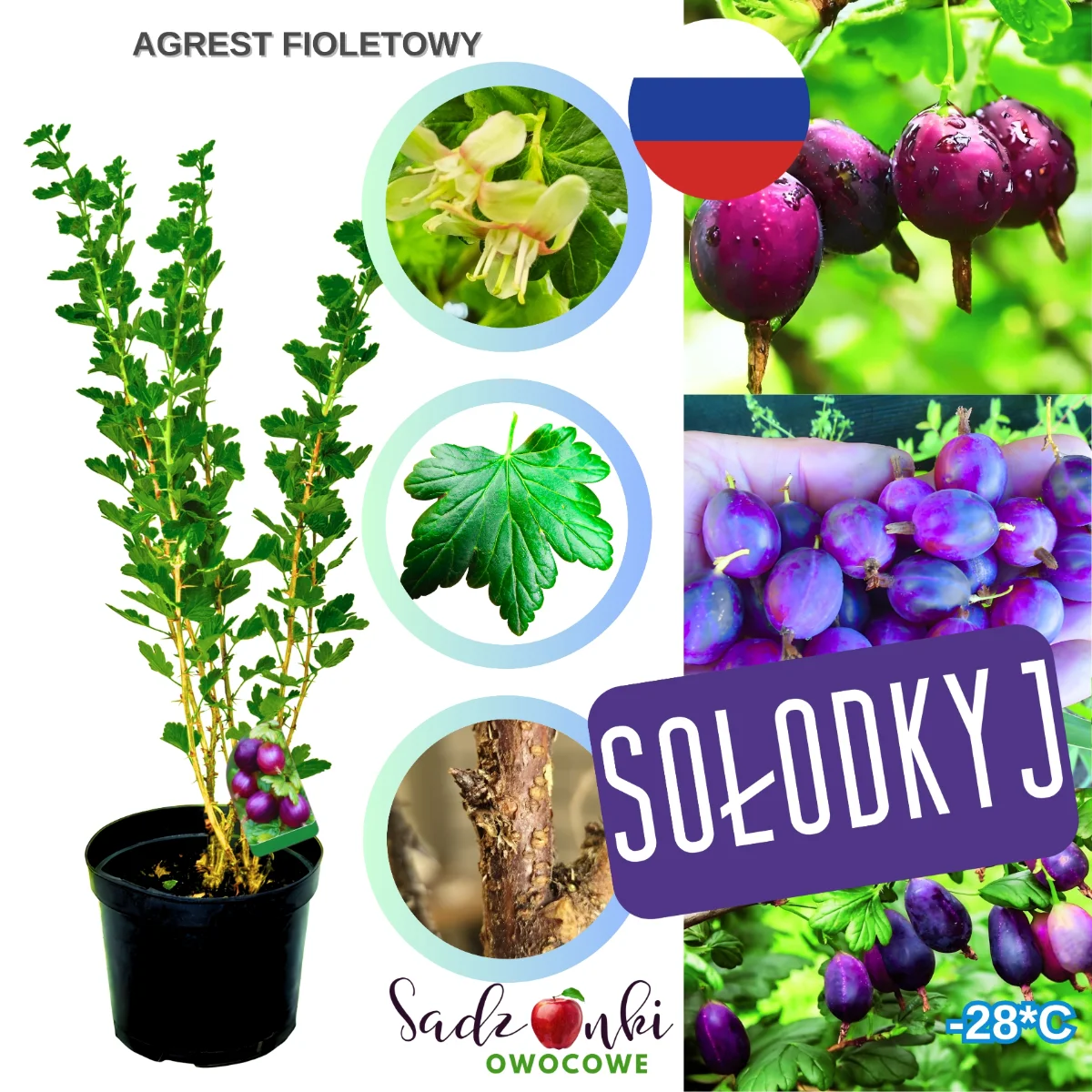 agrest fioletowy – krzew agrestu o głęboko wybarwionych, fioletowych owocach