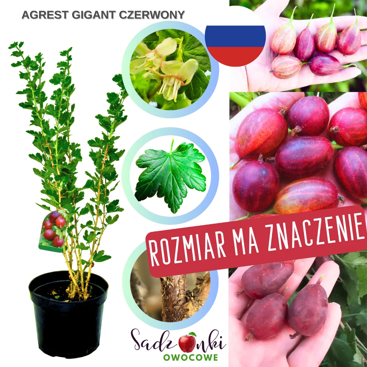 agrest olbrzymi czerwony – krzew agrestu o dużych intensywnie wybarwionych owocach