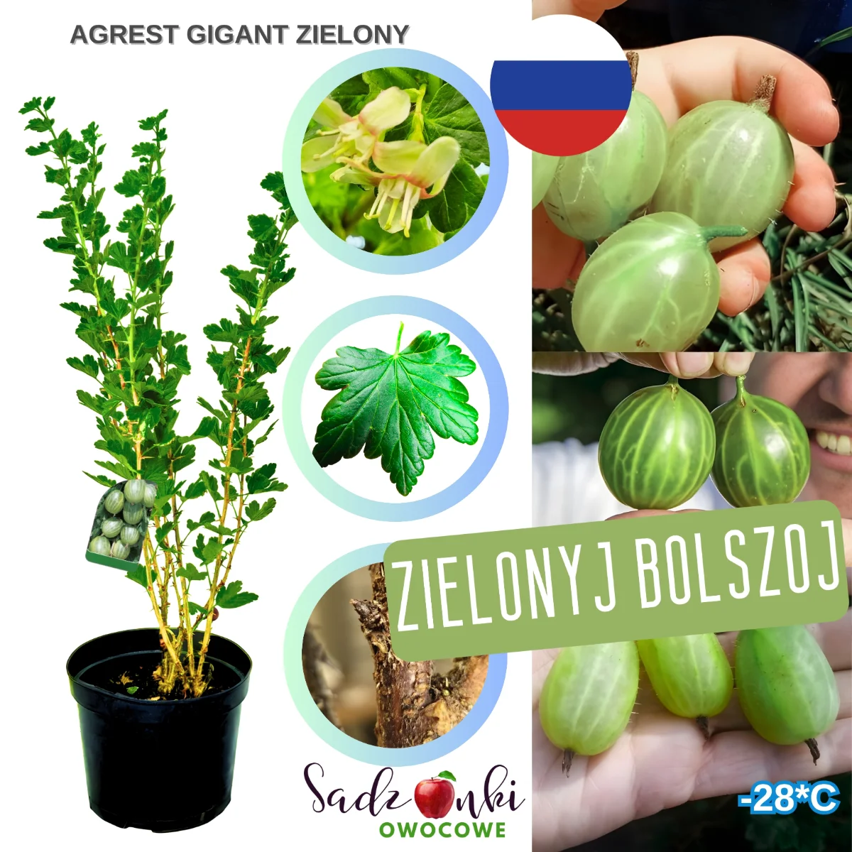 agrest olbrzymi zielony – krzew agrestu o dużych jasnozielonych owocach