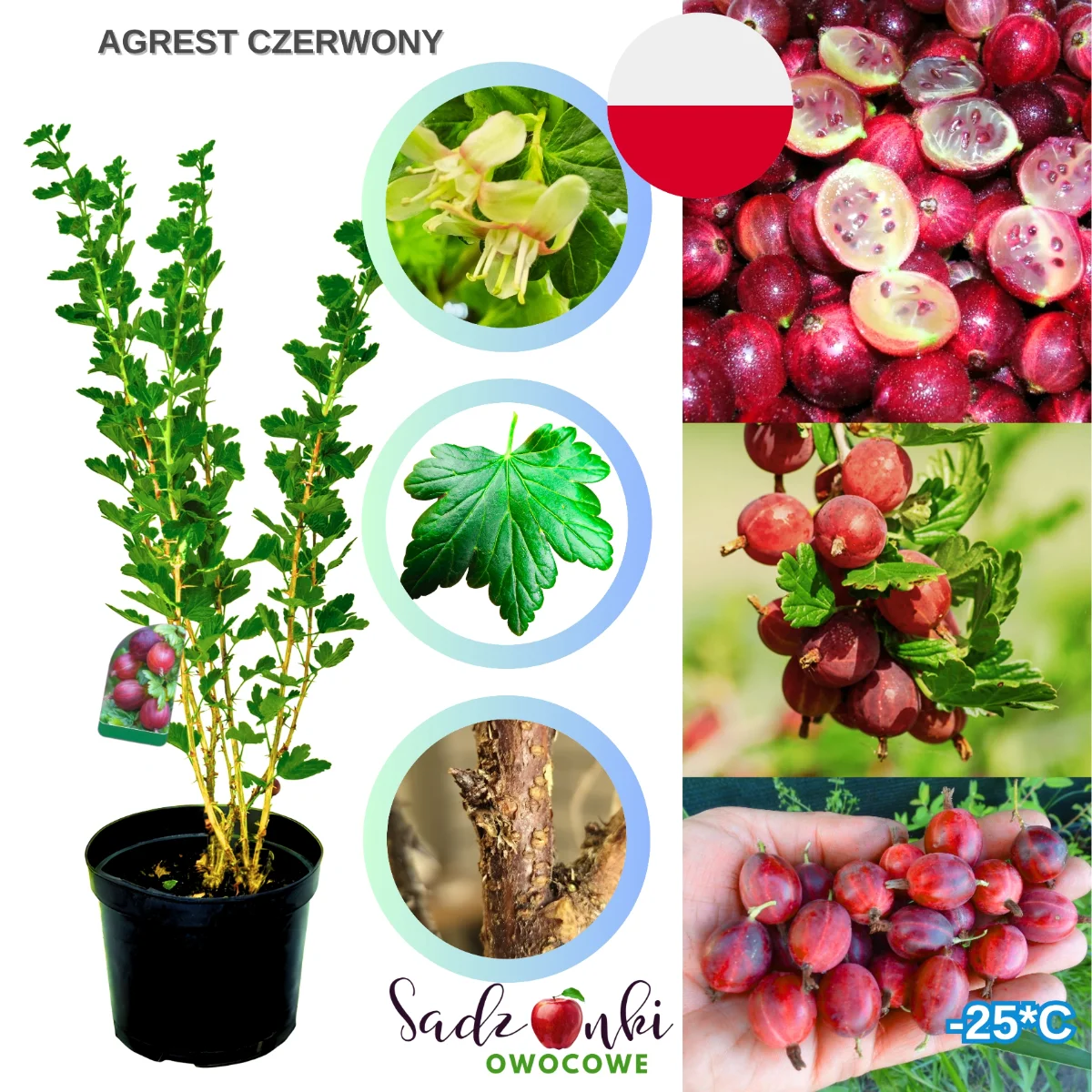 agrest czerwony – forma krzewiasta agrestu z mocno wybarwionymi czerwonymi owocami