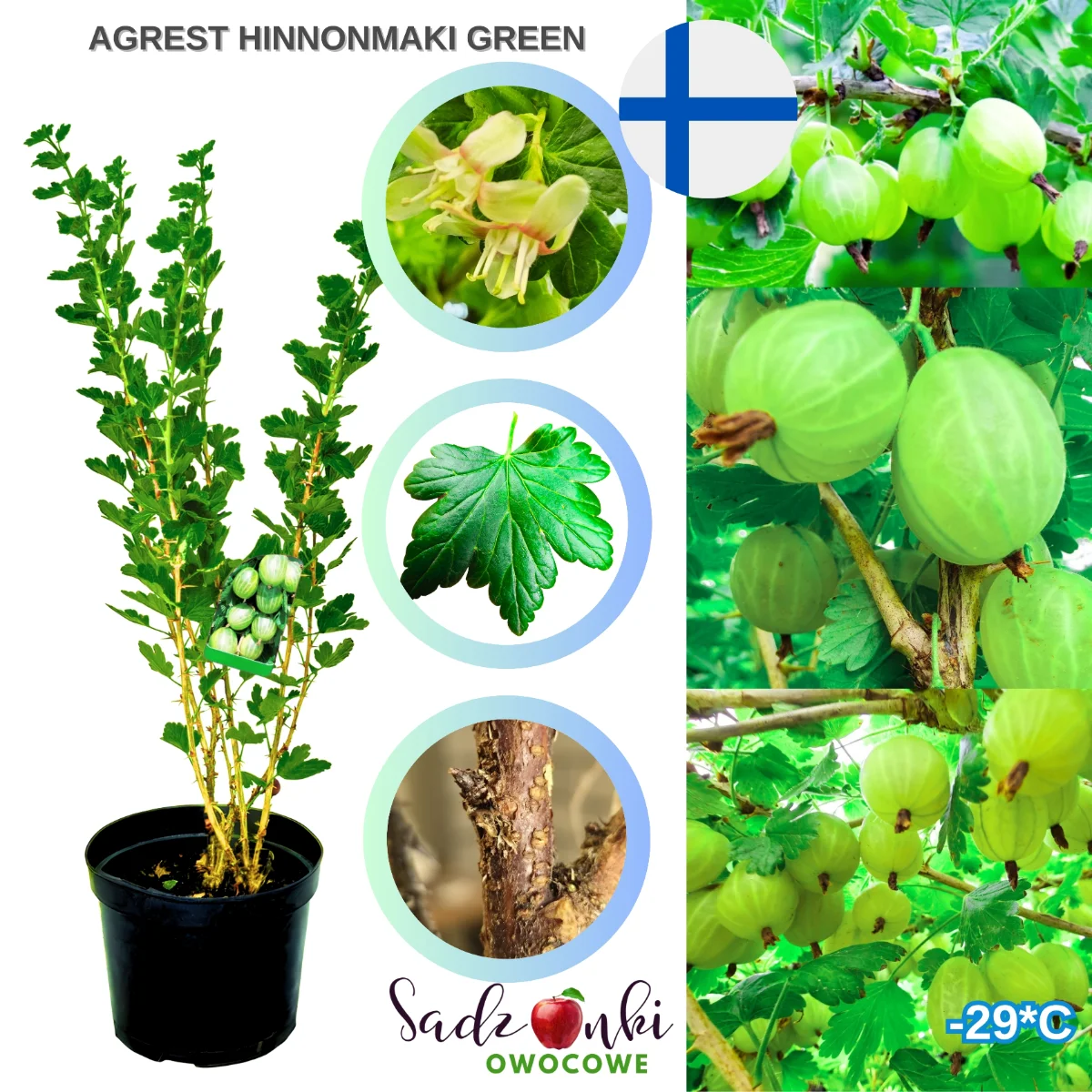 agrest hinnonmaki green – forma krzewiasta agrestu z jasnozielonymi, dekoracyjnymi owocami