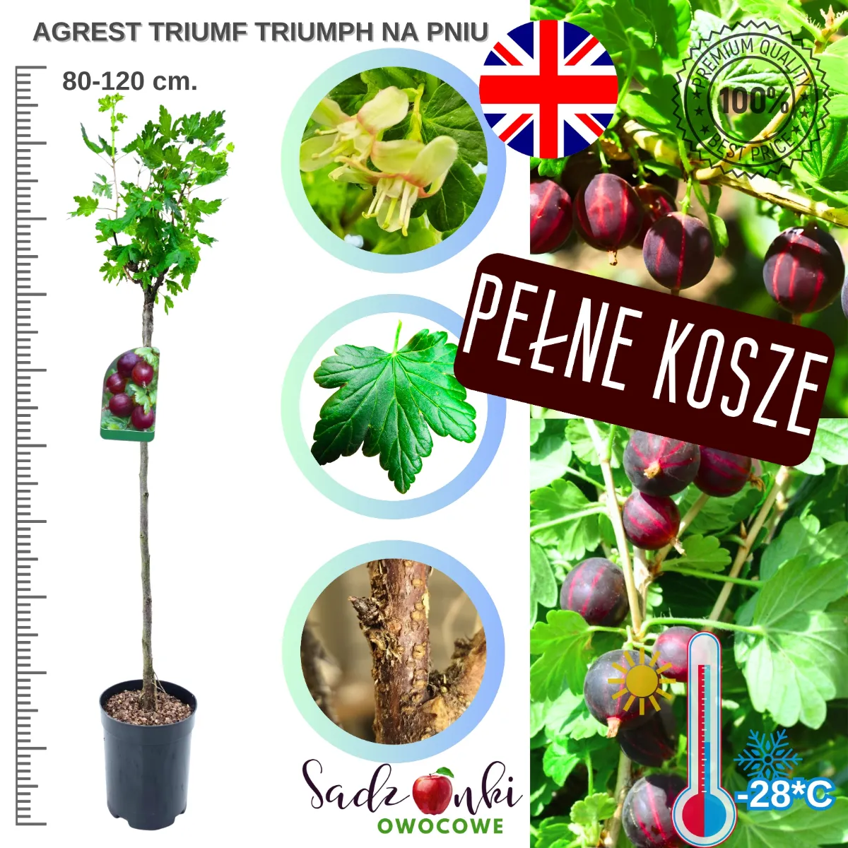 Agrest Triumf na pniu czerwony sadzonka 80–120 cm ze szkółki gotowa do sadzenia