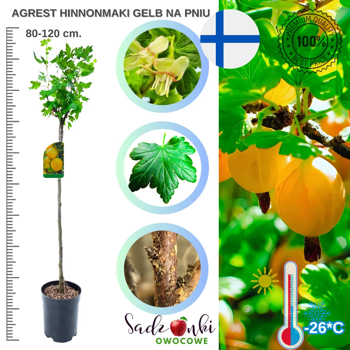 Agrest na pniu Hinnonmaki Gelb 80–120 cm – żółty sadzonka w donicy, gotowa do sadzenia